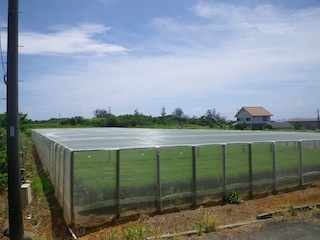 平張事例:大島郡和泊町